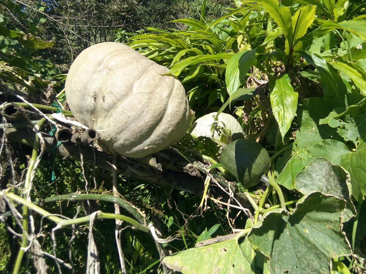 Martam Farmhouse Pelling Bagian luar foto