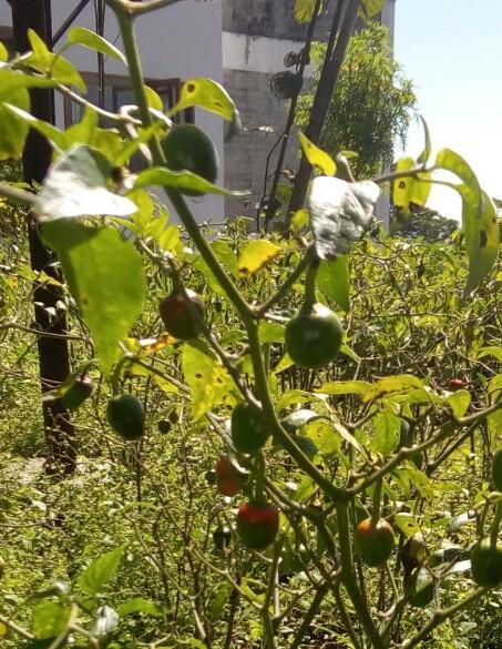 Martam Farmhouse Pelling Bagian luar foto